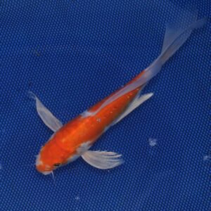 Koi butterfly doitsu kohaku - grado A - (10- 12 cm)