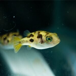 Carinotetraodon travancoricus