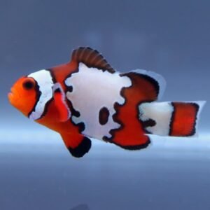 Amphiprion ocellaris snowflake