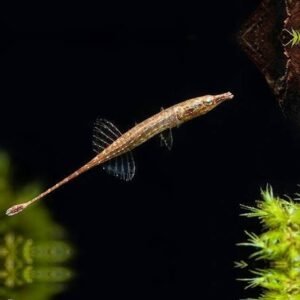 Indostomus paradoxus  su ordinazione