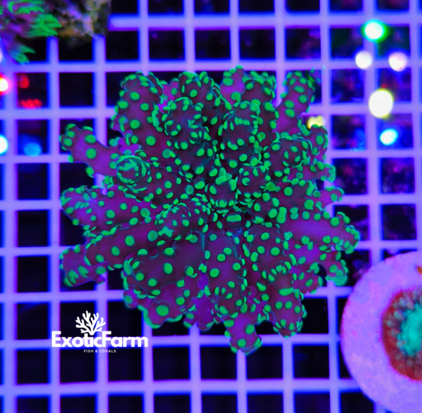 Euphyllia yaeyamaensis Green allevata nella nostra farm in Italia. Foto reali, coralli già adattati alla vita in acquario e pronti per la spedizione.