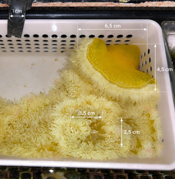 Heteractis malu yellow