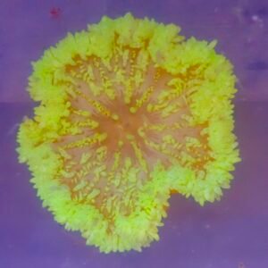 Heteractis malu yellow (Anemone)