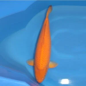 Koi benigoi - grado a (14-16 cm)