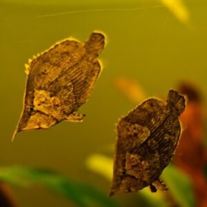 Monocirrhus polyacanthus  su ordinazione