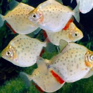 Metynnis maculatus  su ordinazione