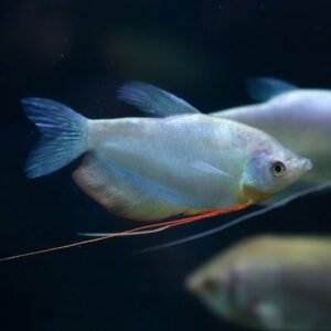 Trichogaster microlepis  su ordinazione