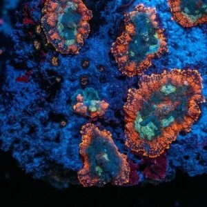 Rhodactis super infinity - taglia mini