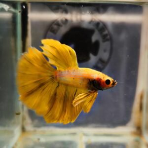 Halfmoon yellow marble