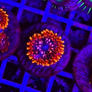 Zoanthus utter chaos - grado A - un polipo