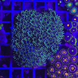 Sympodium blue - medium