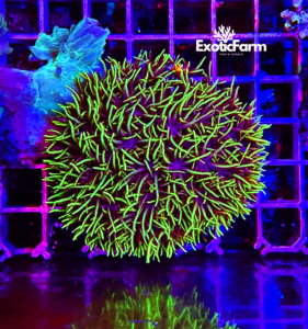 Clavularia viridis, medium