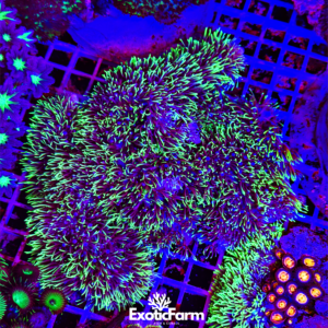 Briareum green - colonia madre