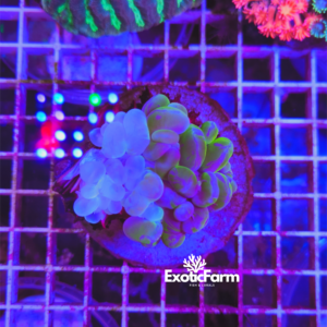 Plerogyra sinuosa bicolor - large