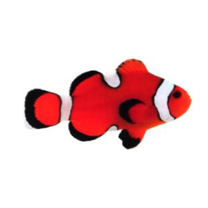 Amphiprion ocellaris Misbar di allevamento, quarantenato e già abituato a mangime secco Vitalis e congelato. Esemplare selezionato di circa 3-4 cm.