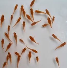 10 Medaka red king - sub adulti