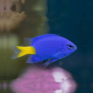 Chrysiptera parasema