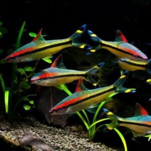 Sahyadria denisonii (ex puntius denisonii) - 4 cm  su ordinazione