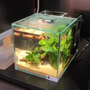 Starter Kit Betta