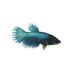 Betta femmine