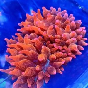 Anemoni