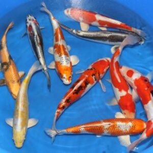 koi
