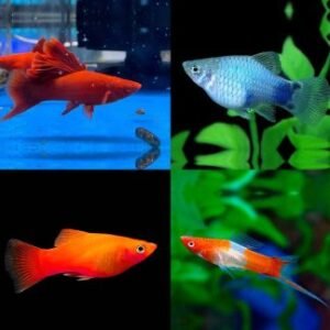 Platy e Portaspada