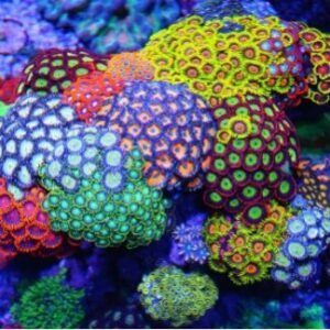 Zoanthus e Palythoa