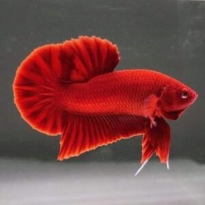 Betta splendens show in pronta consegna