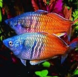 Pesci arcobaleno e simili