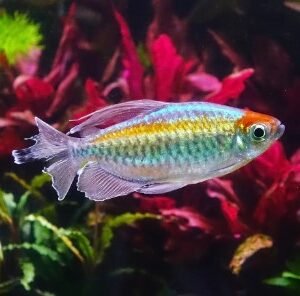 Caracidi africani
