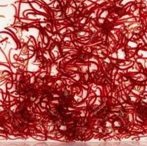Cibo vivo in pronta consegna