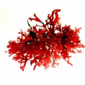 Macroalghe, spugne e starter