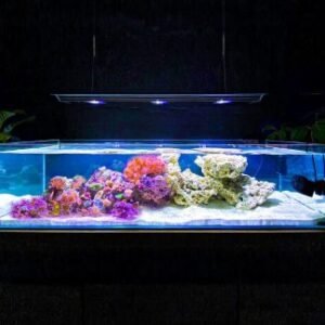 Shallow reef