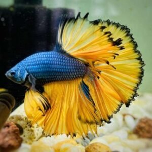 Betta splendens maschi - su ordinazione