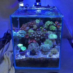 Cubic reef