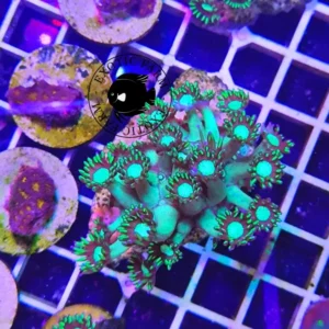 Scopri la Goniopora Green Ballast, corallo LPS dal delicato verde pastello e polipi compatti. Ideale per arricchire l'acquario marino con eleganza.