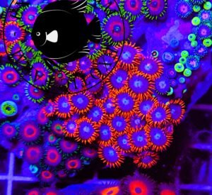 Zoanthus fire and ice - circa 40 polipi, GRADO A