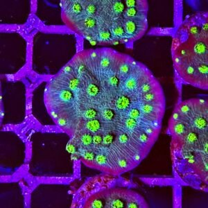 Echinopora lamellosa “hollywood stunner” - small