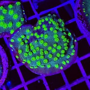 Echinopora lamellosa “hollywood stunner” - medium