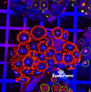 Zoanthus fire and ice - large, GRADO A