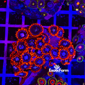 Zoanthus fire and ice - large, GRADO A