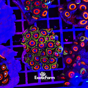 Zoanthus eagle eye - medium, GRADO A