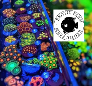 Lotto da 10 talee di Zoanthus random - circa 5-10 polipi, GRADO A