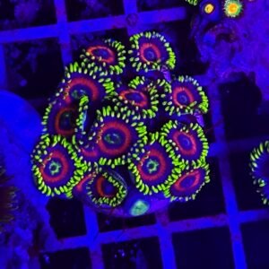 Zoanthus eagle eye - small, GRADO A