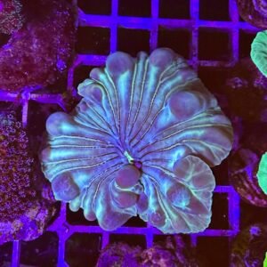 Nemenzophyllia turbida green - media