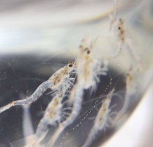 Inoculo mysis - 1 litro