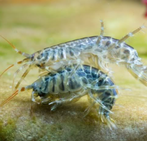 Inoculo gammarus oceanicus - 1 litro