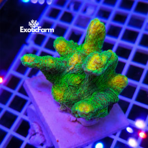 Pectinia "space invader", medium