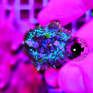 Rhodactis mystic moss - WYSIWYG